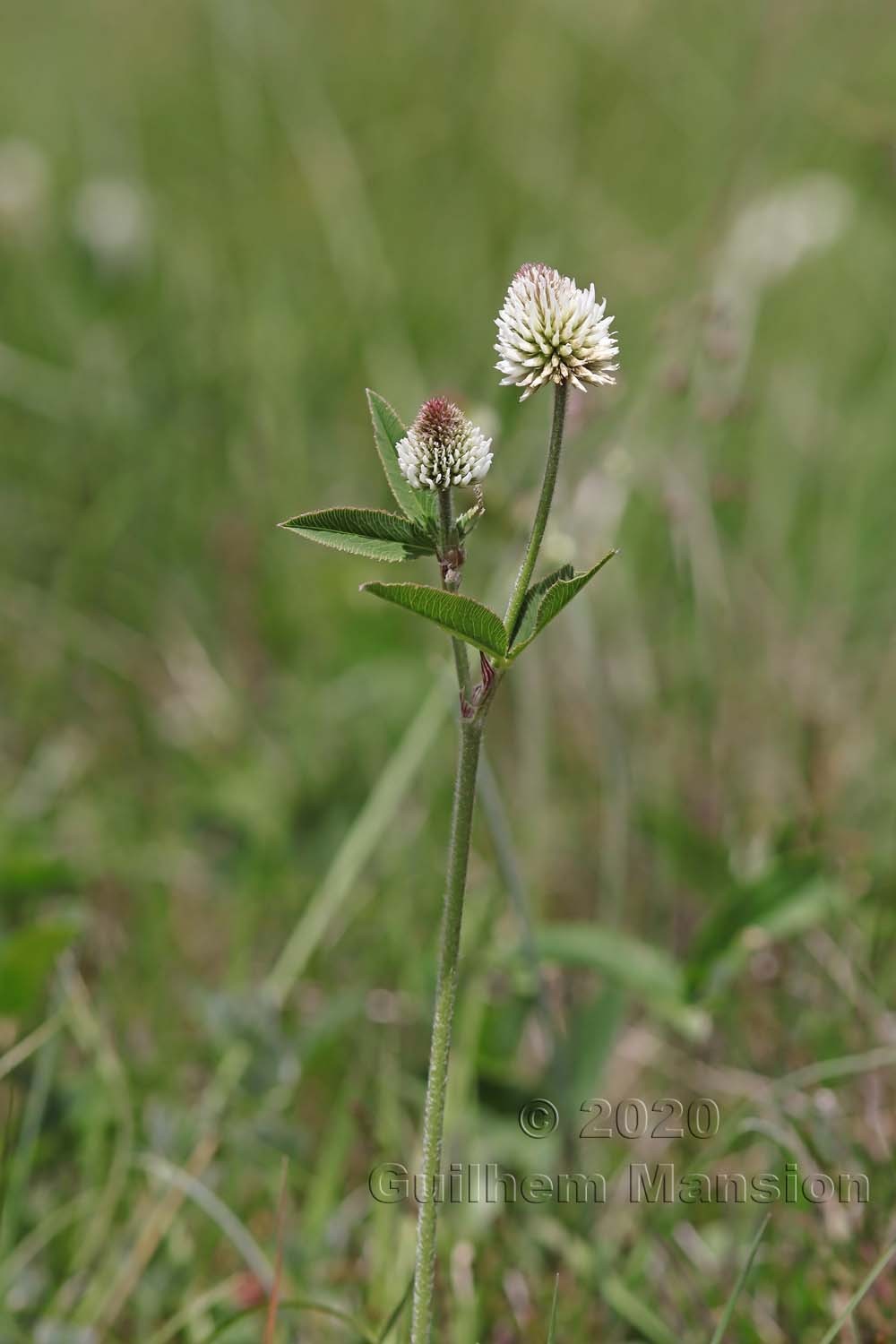 Trifolium montanum