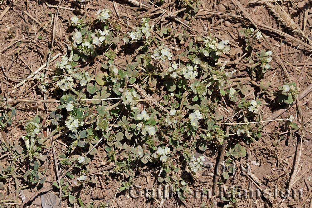 Trifolium ornithopodioides