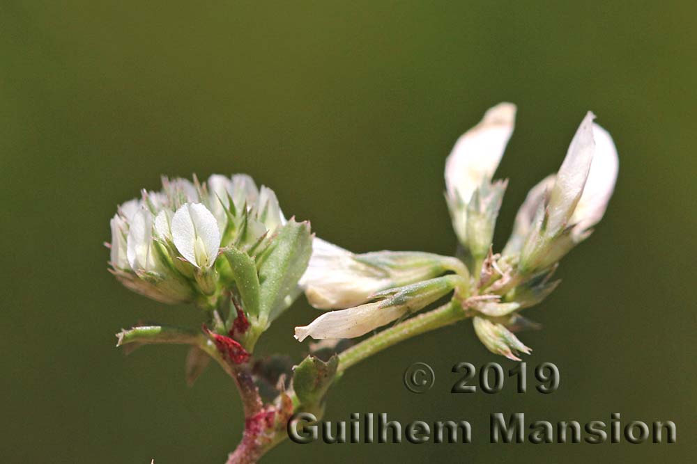 Trifolium ornithopodioides