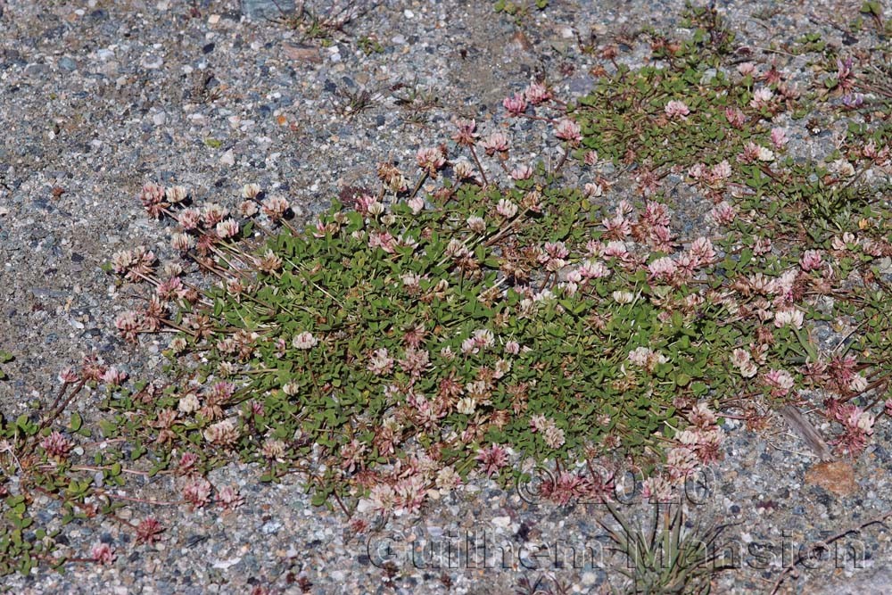 Trifolium pallescens