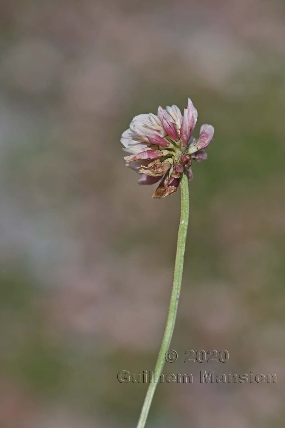 Trifolium pallescens