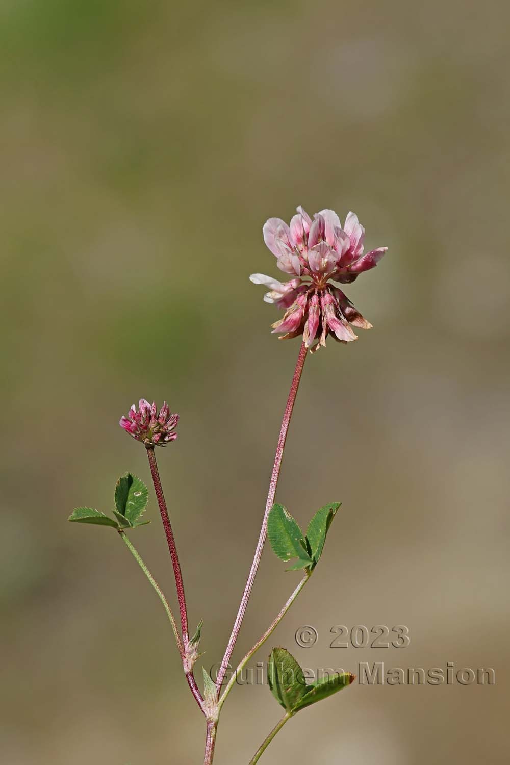 Trifolium pallescens