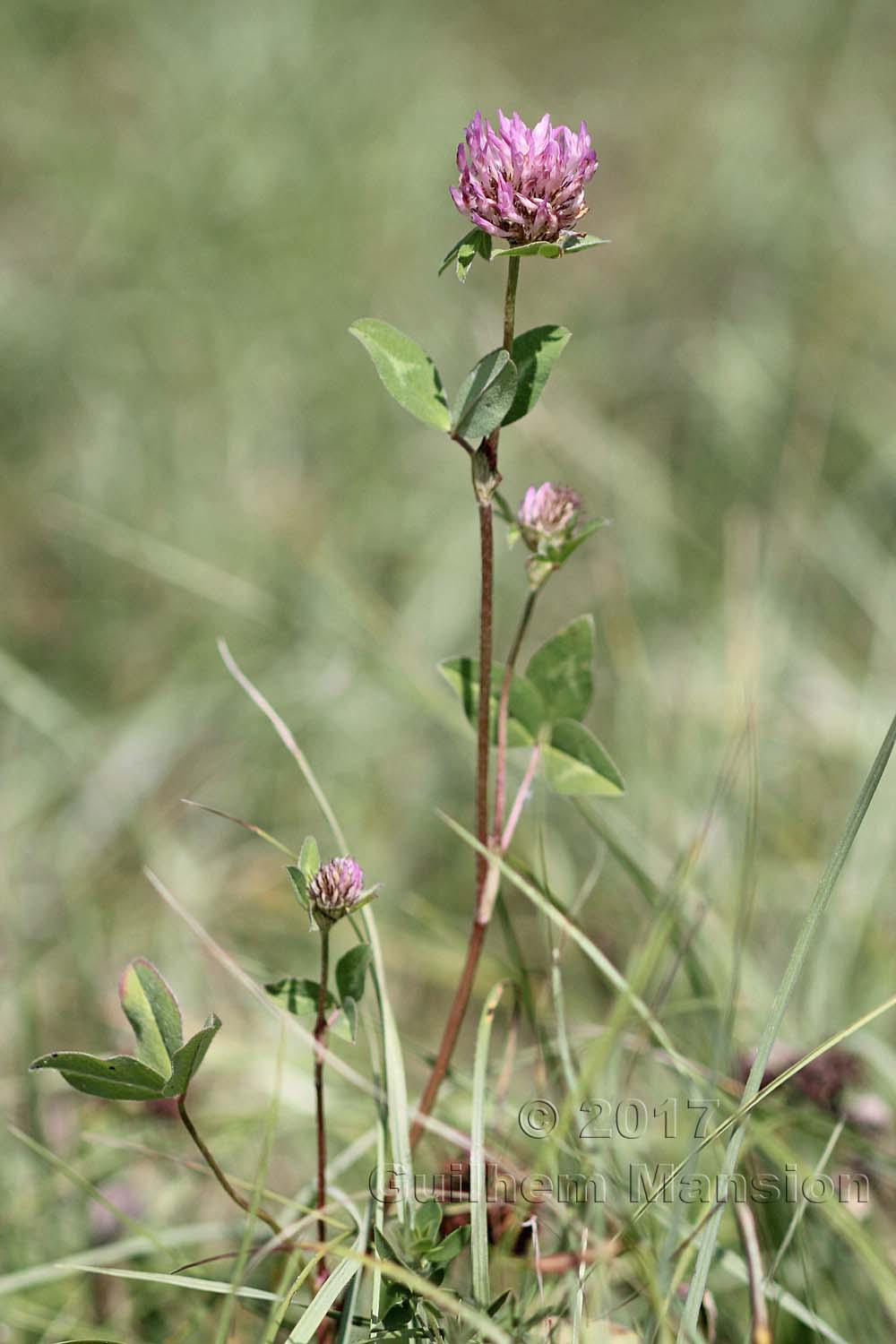 Trifolium pratense