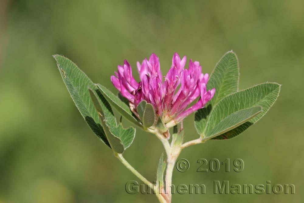 Trifolium medium