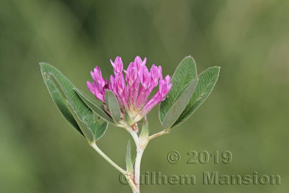 Trifolium medium