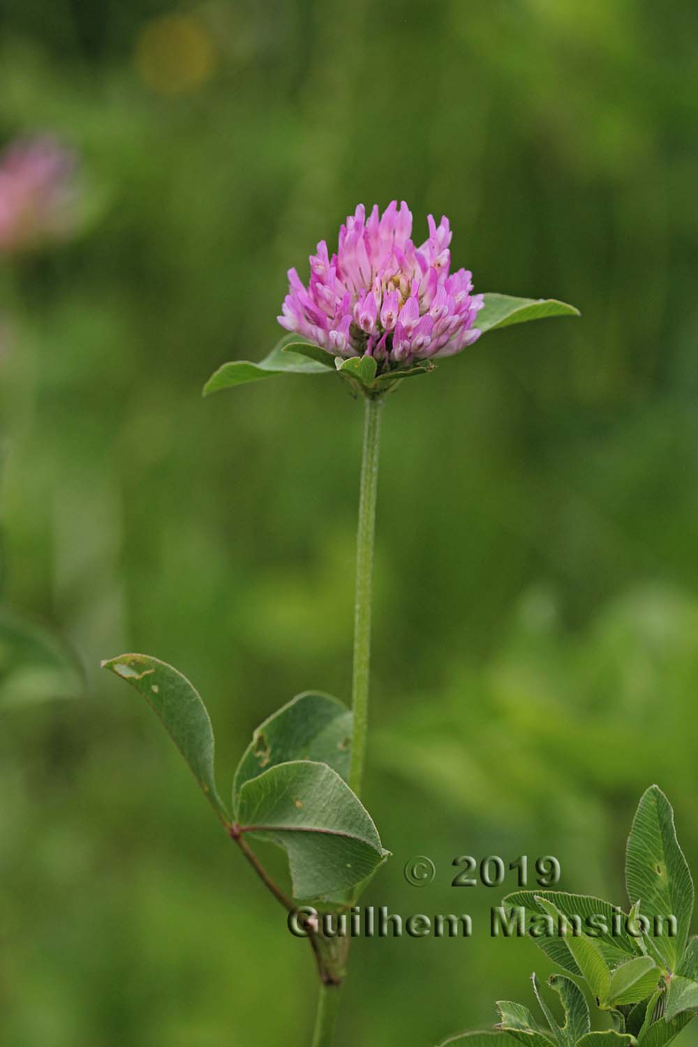 Trifolium pratense