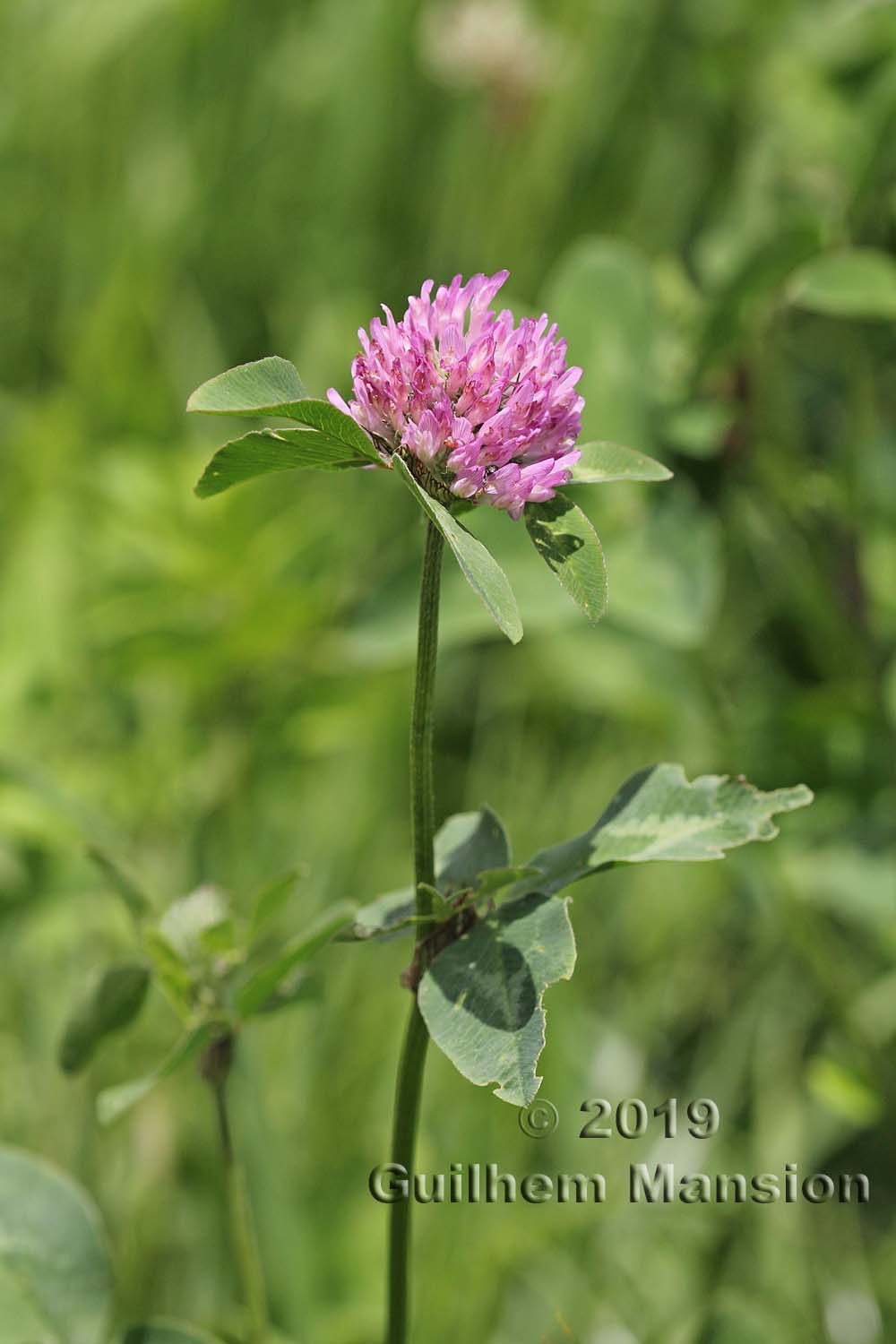 Trifolium pratense