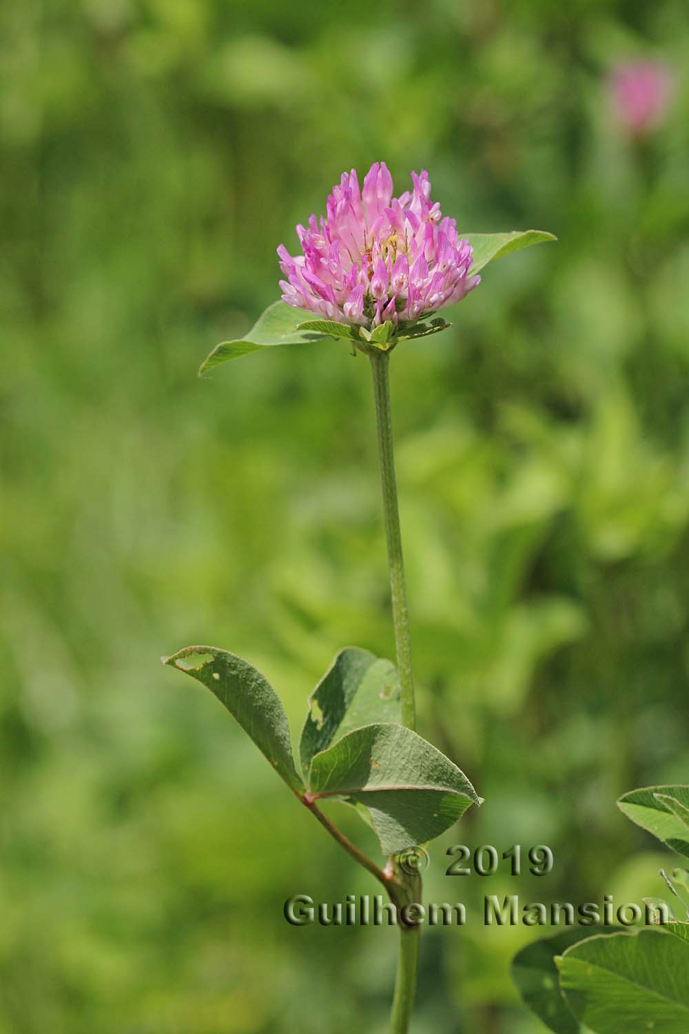 Trifolium pratense