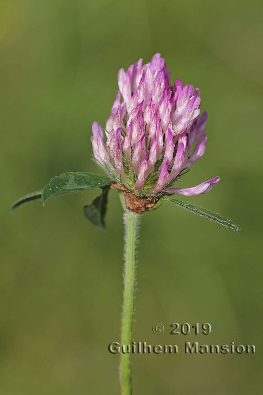 Trifolium pratense