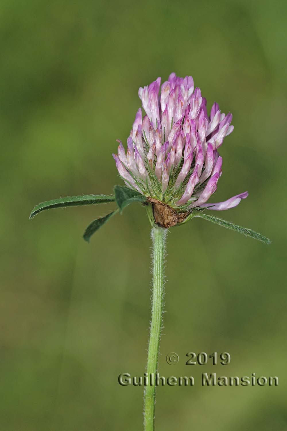 Trifolium pratense