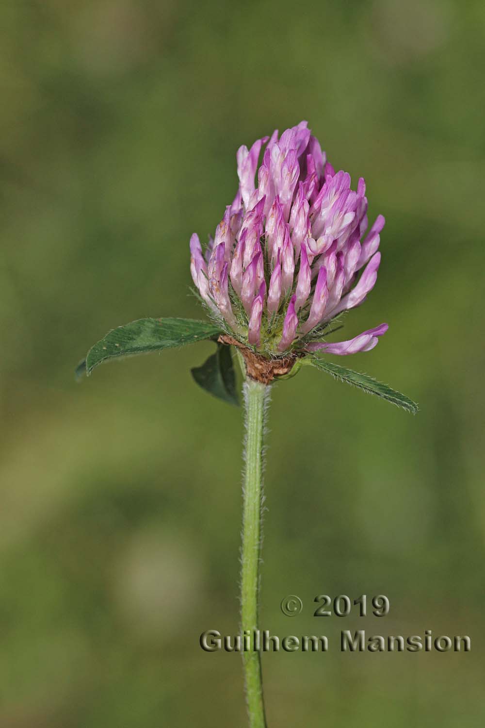 Trifolium pratense