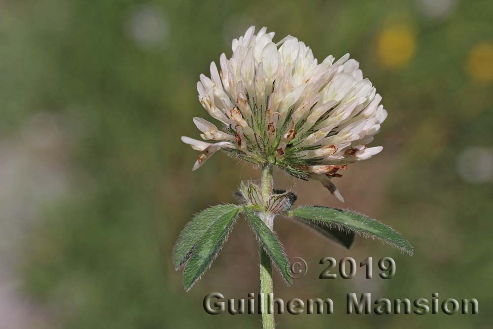 Trifolium pratense subsp. nivale