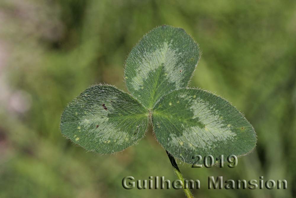 Trifolium pratense subsp. nivale