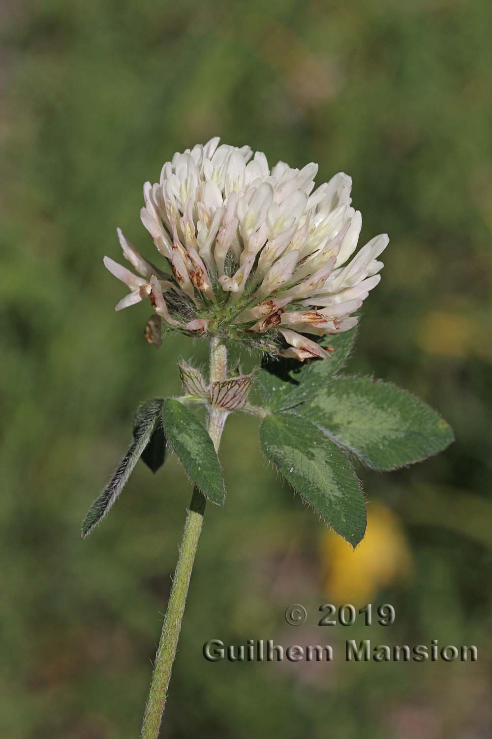 Trifolium pratense subsp. nivale