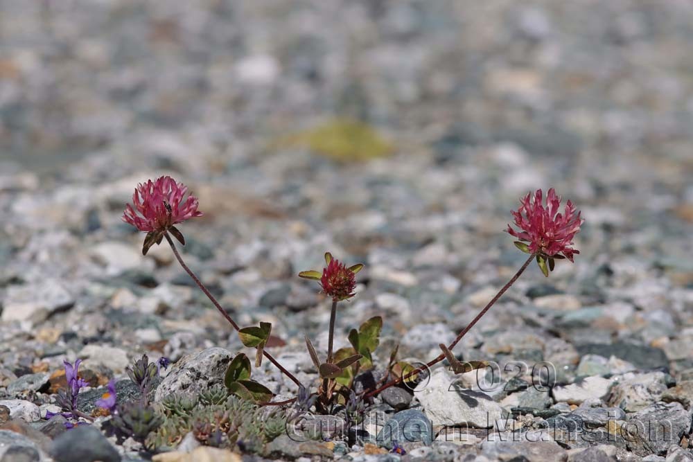 Trifolium pratense subsp. nivalis