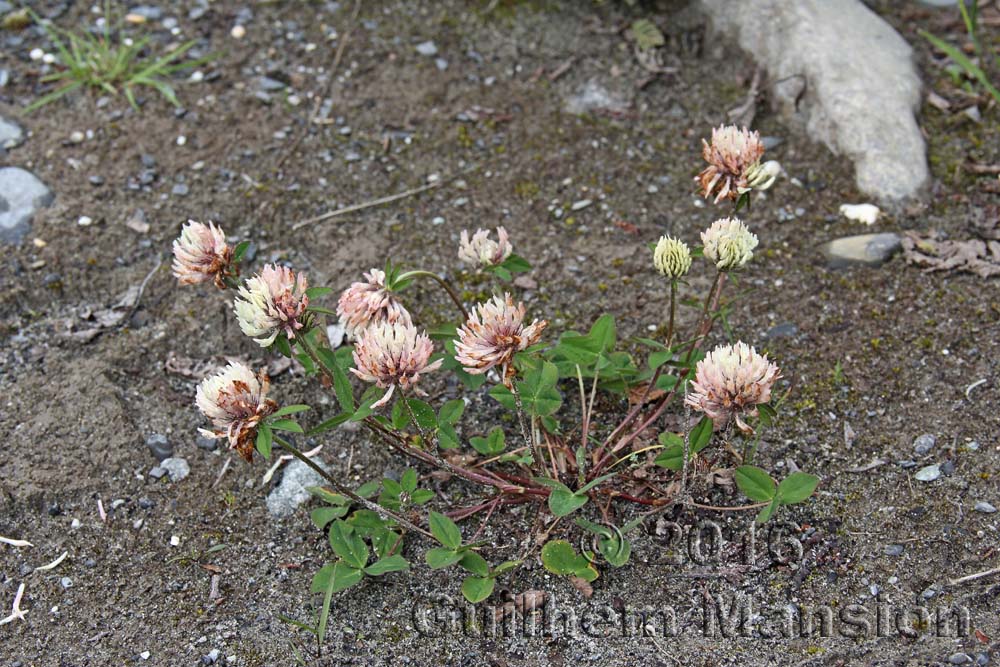 Trifolium pratense subsp. nivale