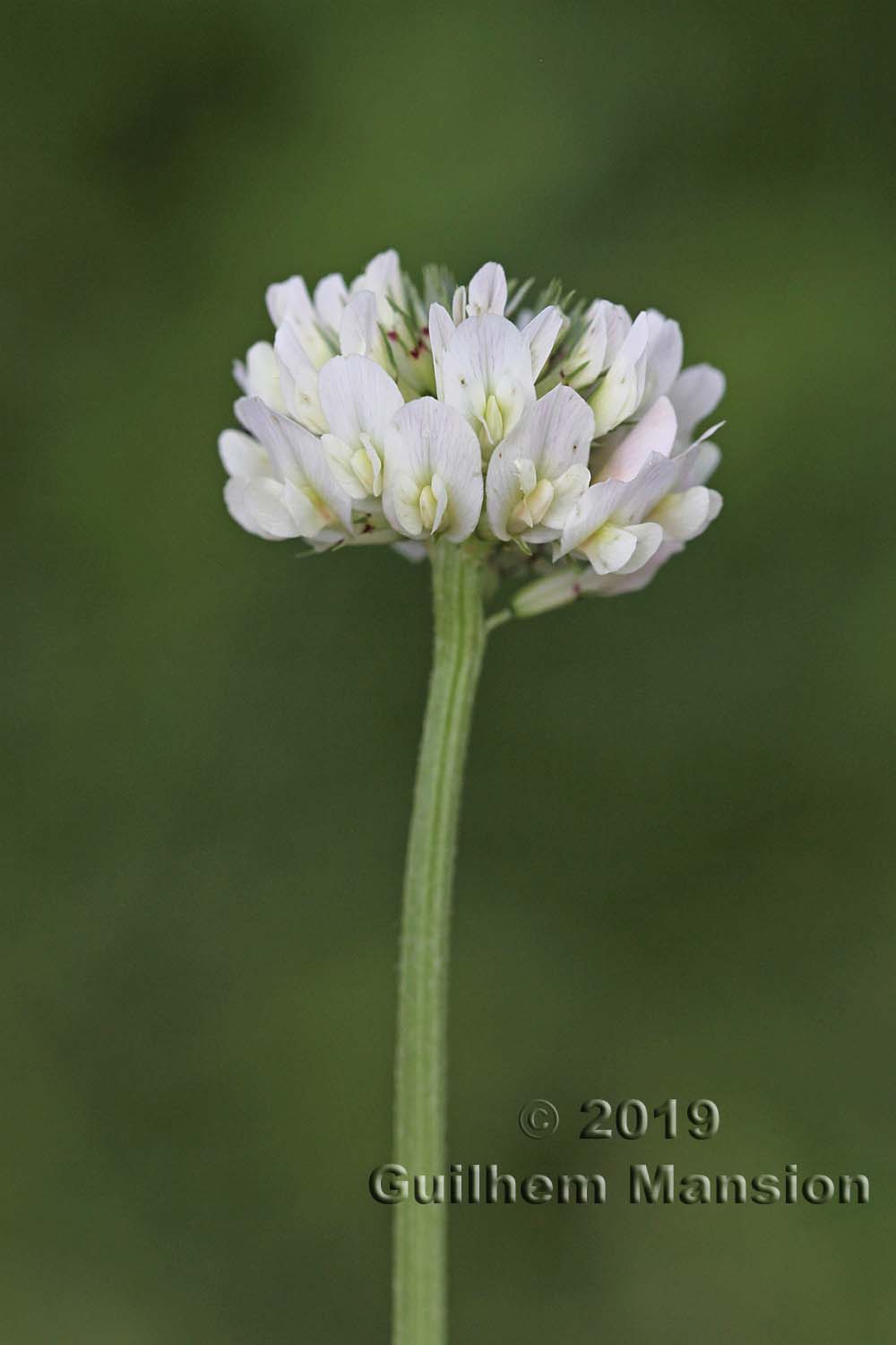 Trifolium repens