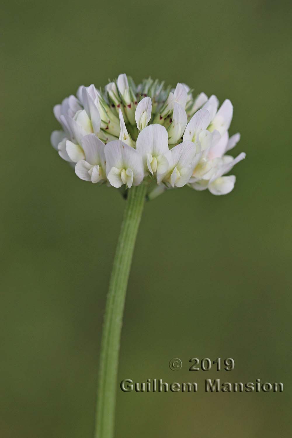 Trifolium repens