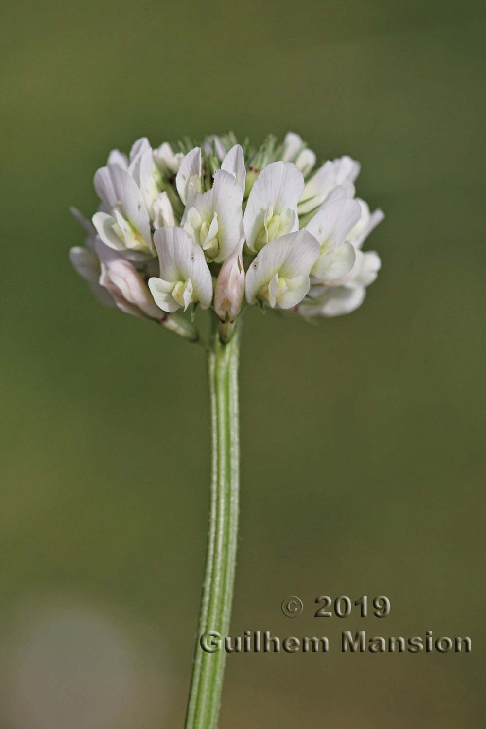 Trifolium repens