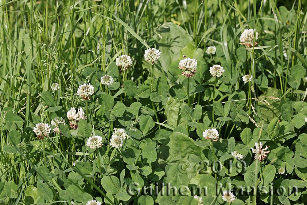 Trifolium repens