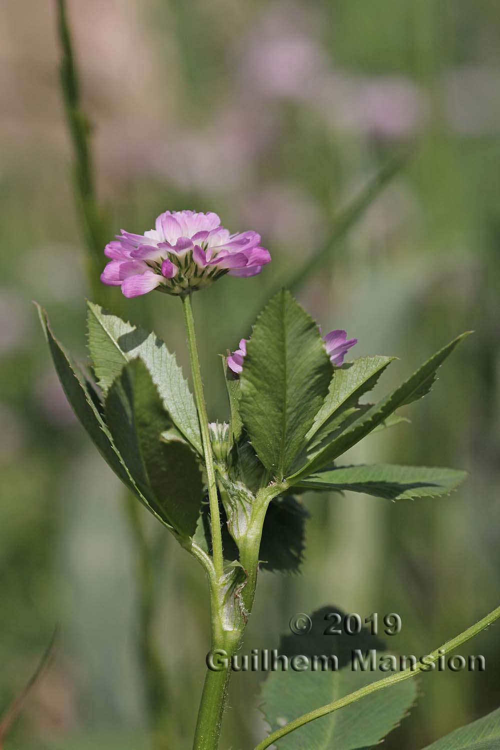 Trifolium resupinatum