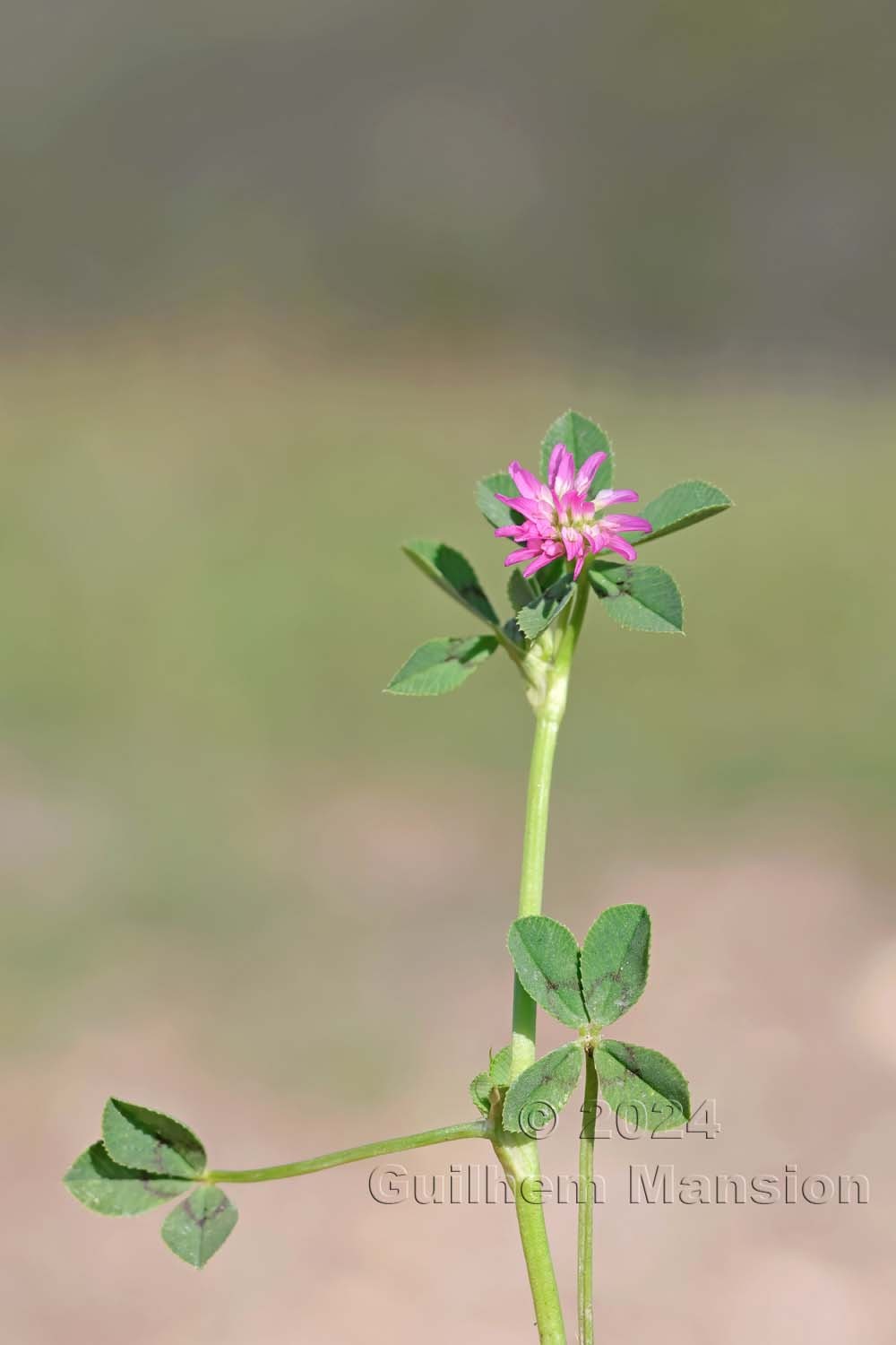 Trifolium resupinatum