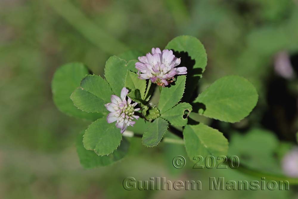 Trifolium resupinatum