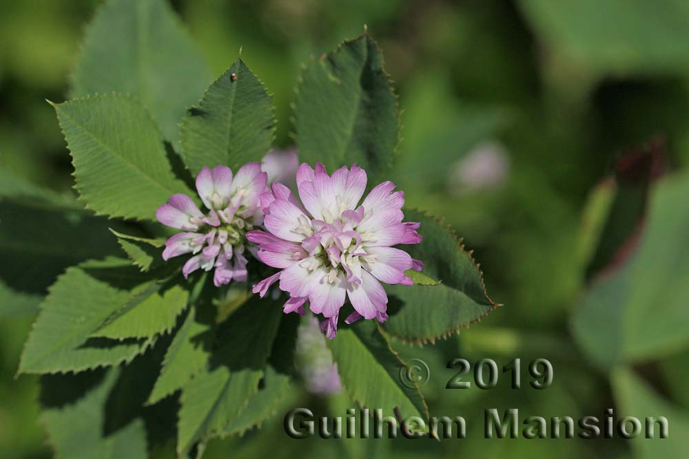 Trifolium resupinatum