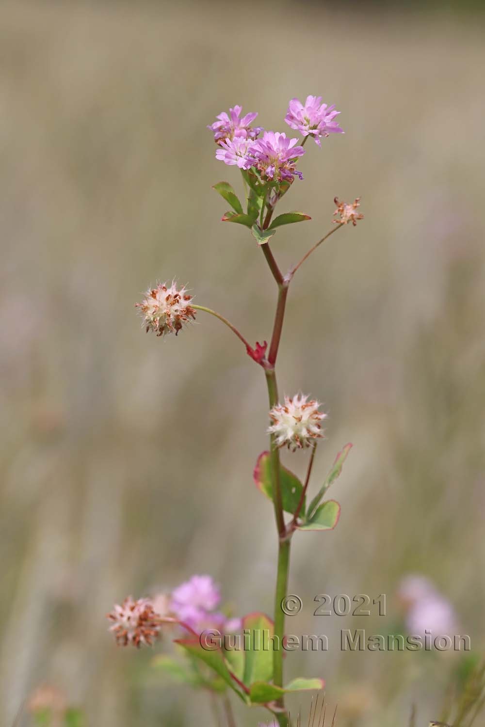 Trifolium resupinatum