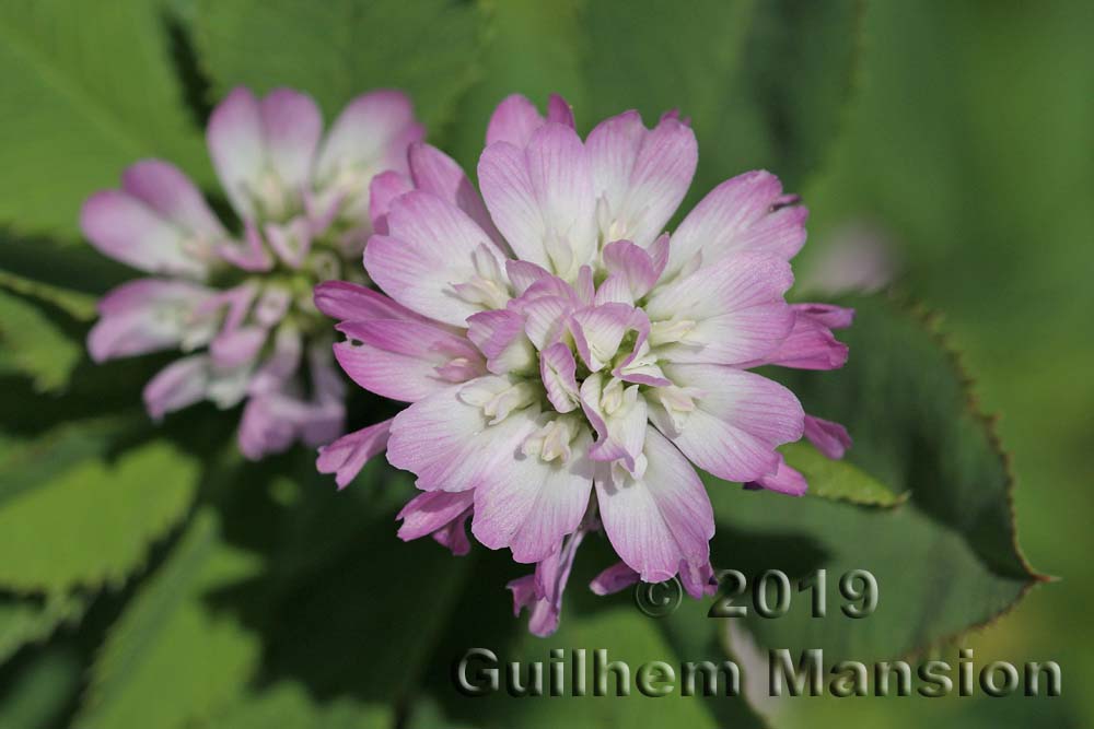 Trifolium resupinatum