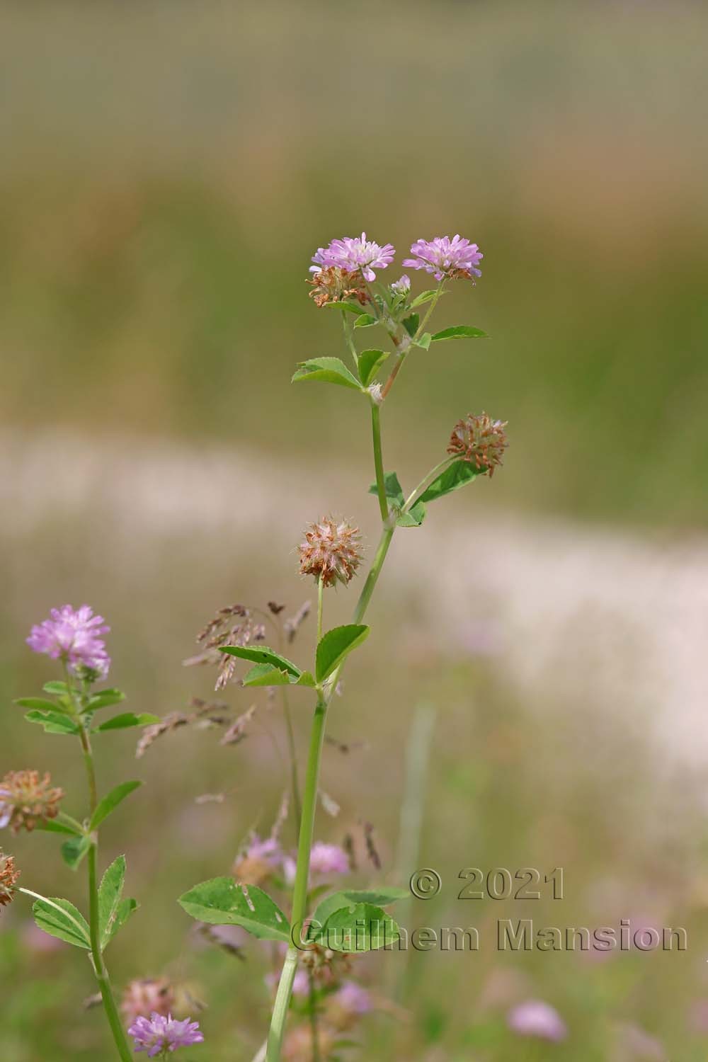 Trifolium resupinatum