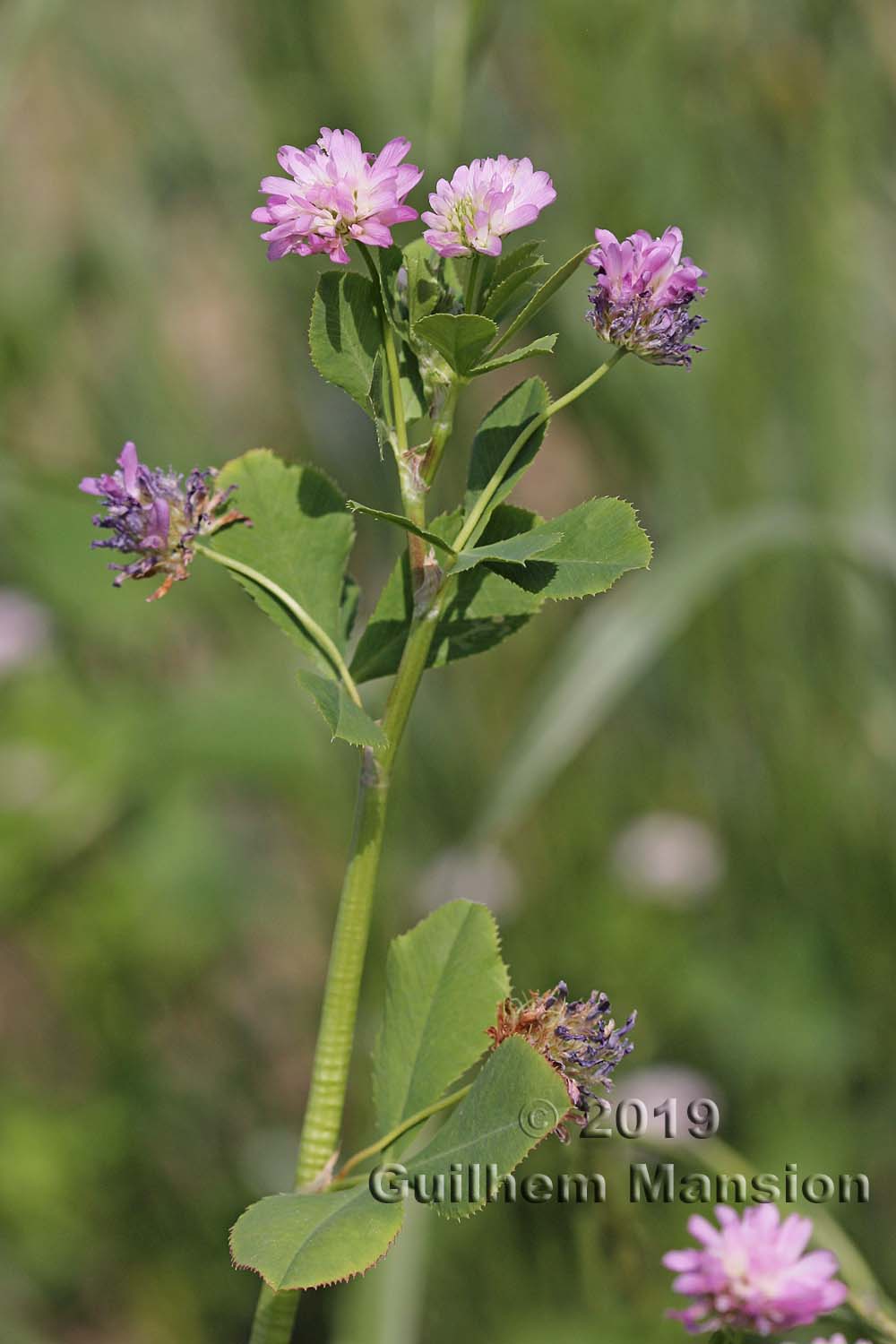 Trifolium resupinatum