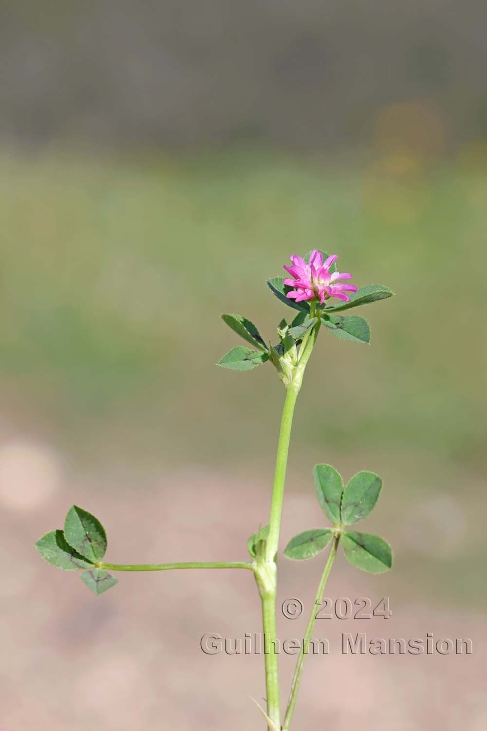 Trifolium resupinatum