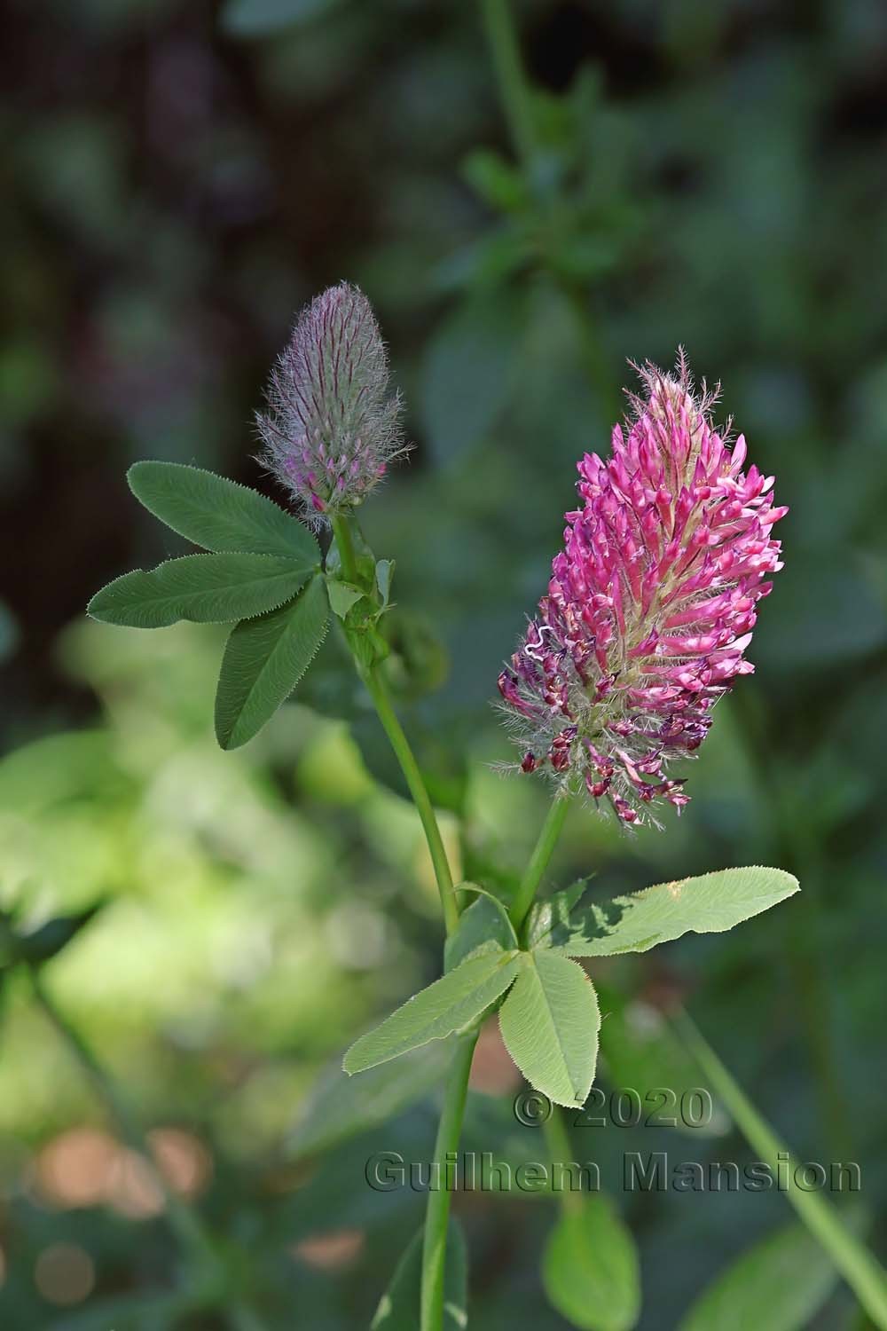 Trifolium rubens