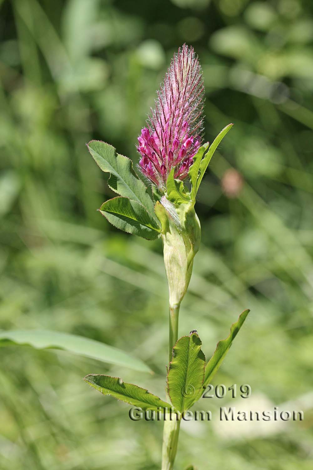 Trifolium rubens