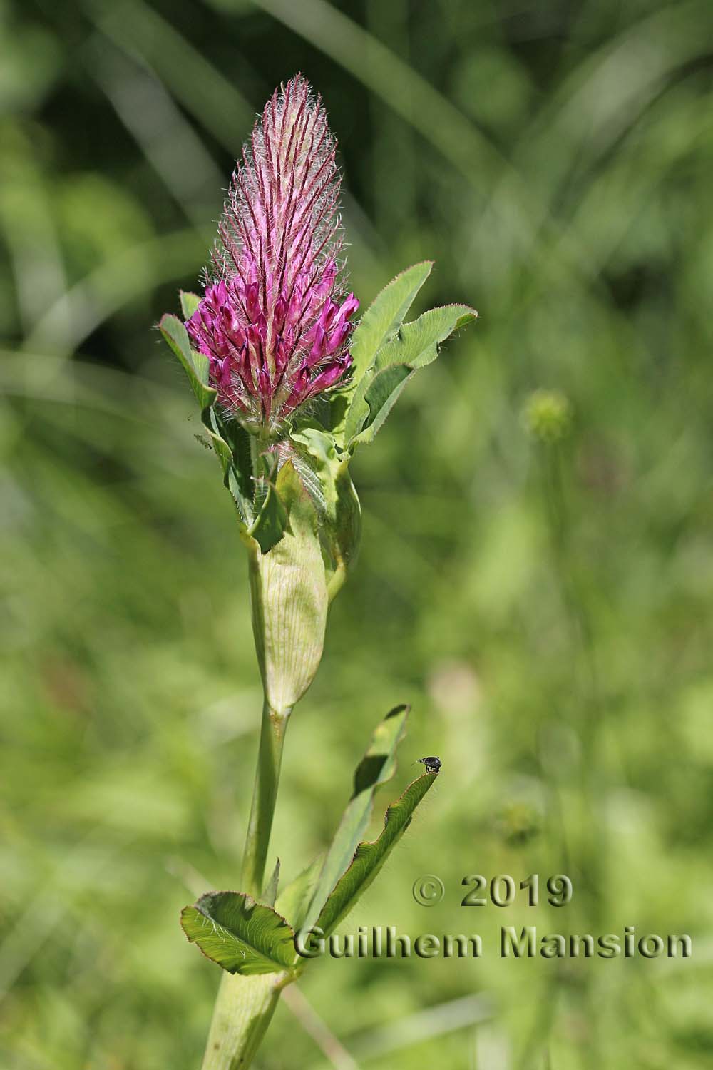 Trifolium rubens