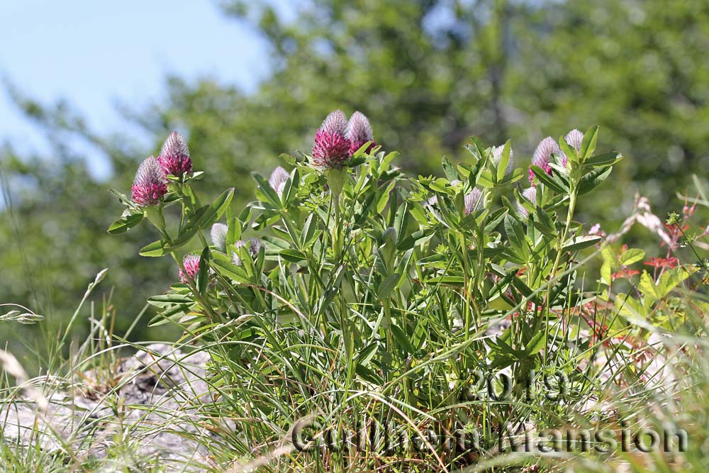 Trifolium rubens