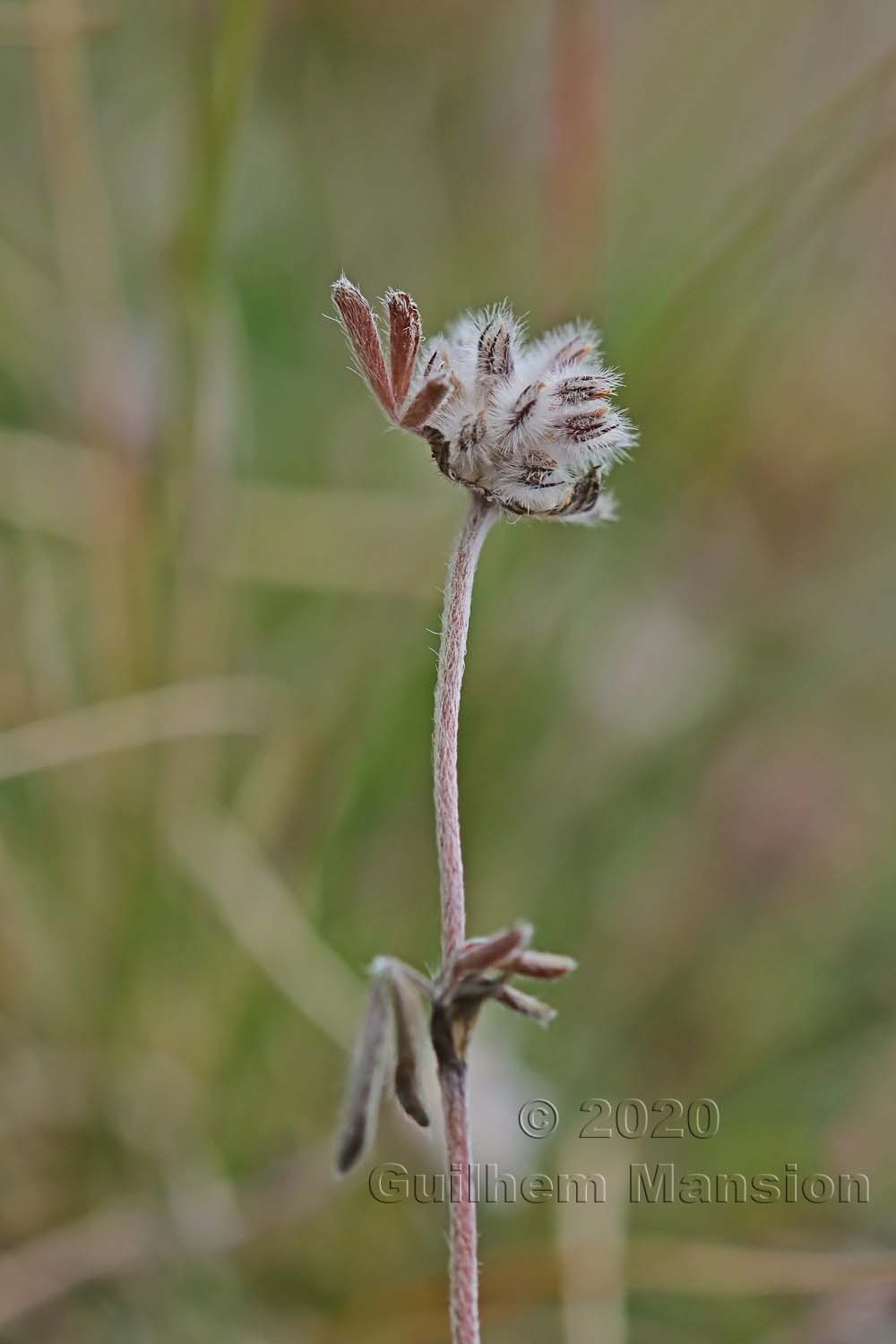 Trifolium saxatile