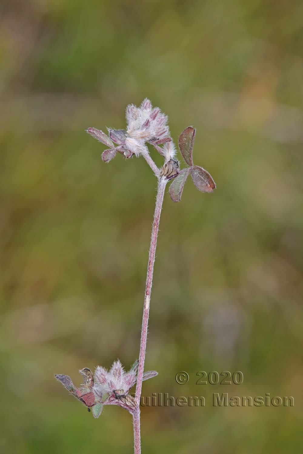 Trifolium saxatile