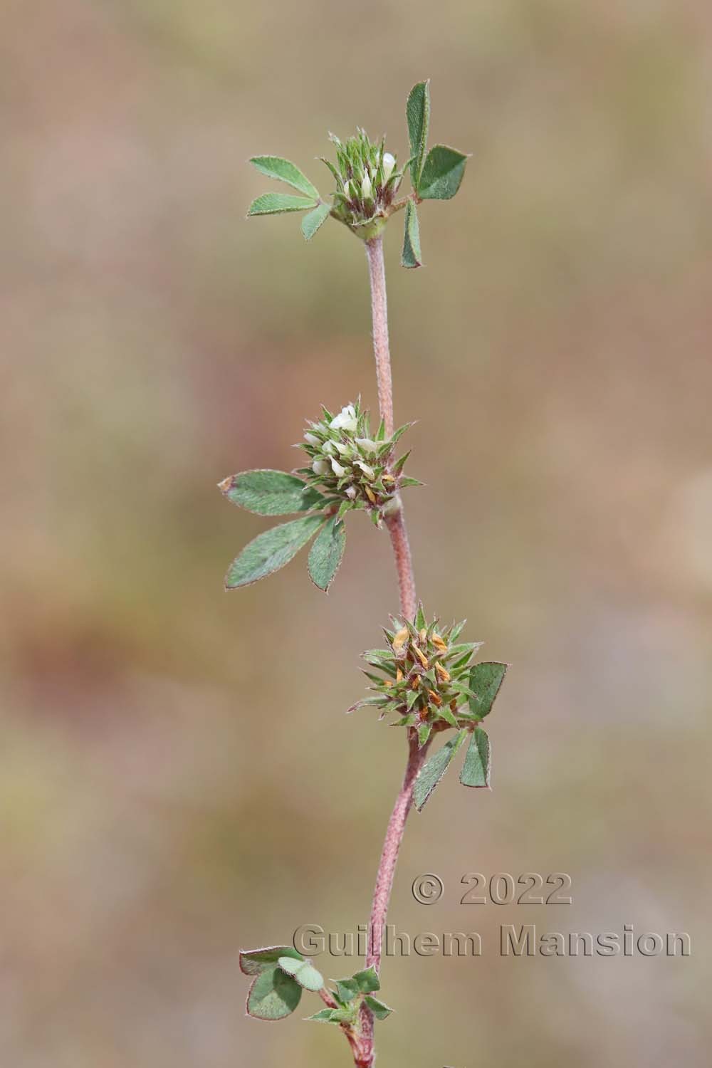 Trifolium scabrum