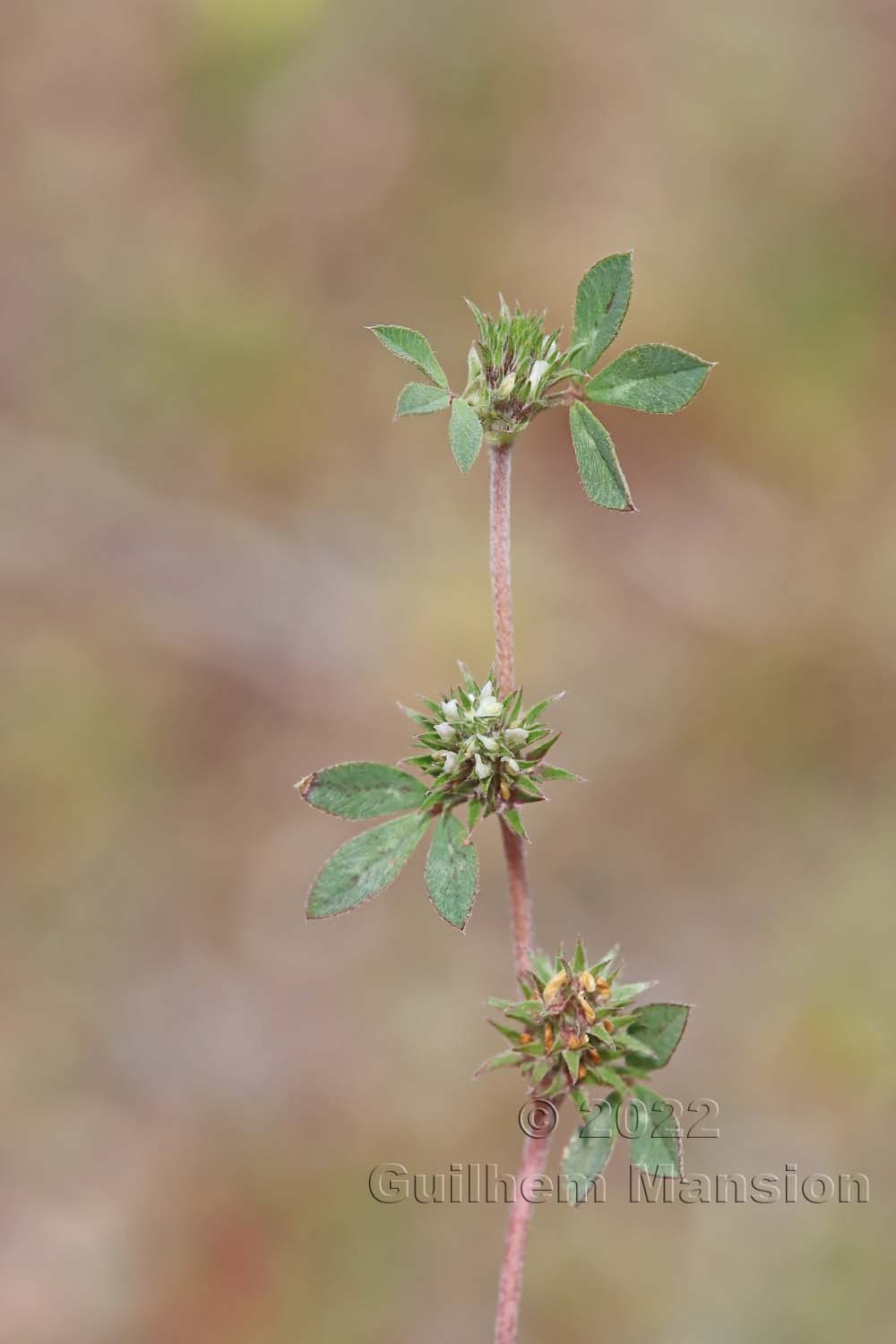 Trifolium scabrum