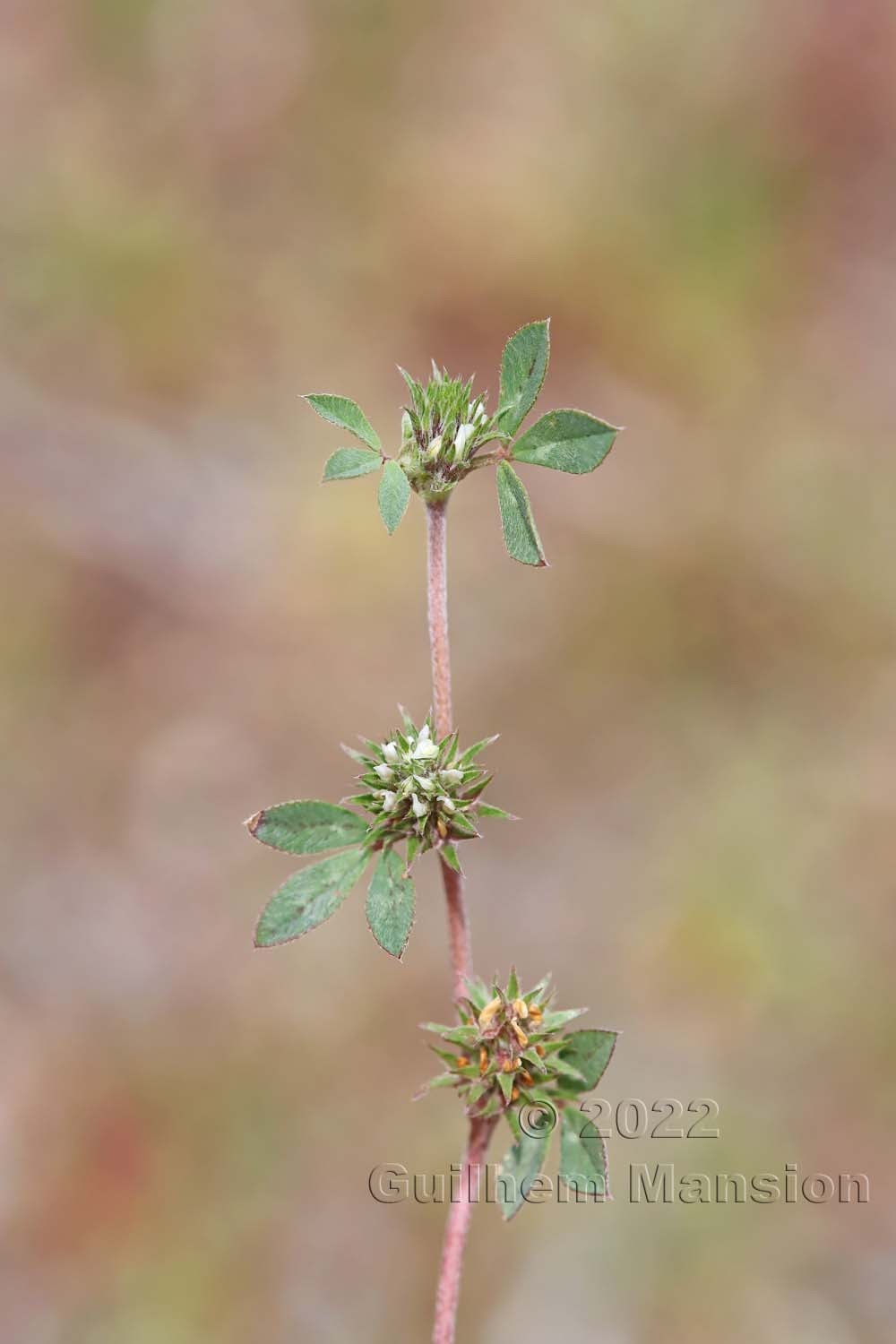 Trifolium scabrum
