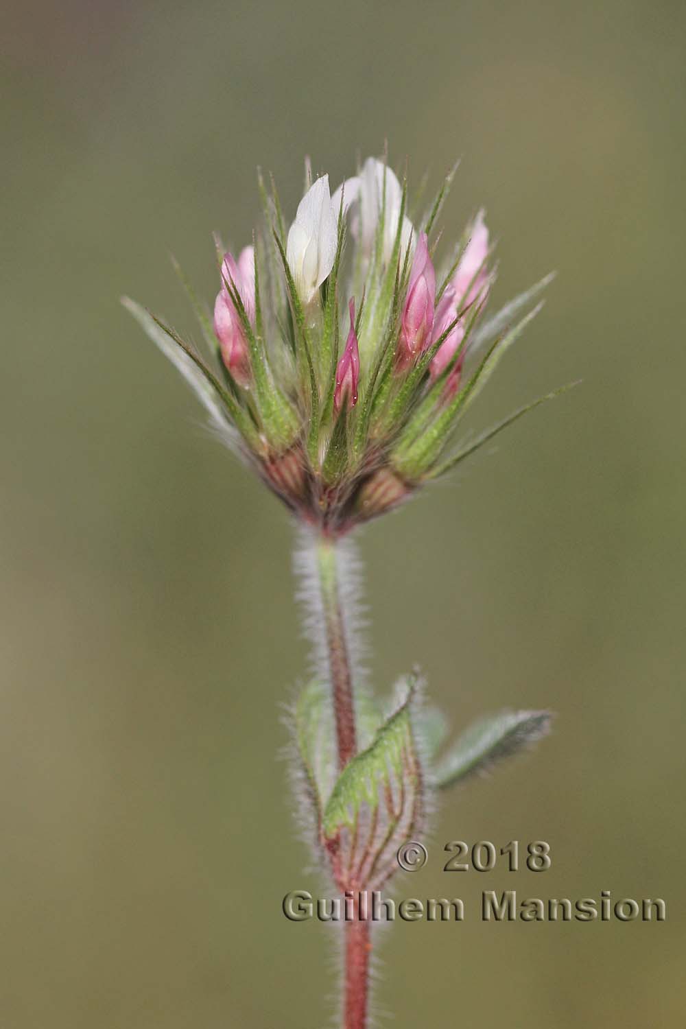 Trifolium stellatum