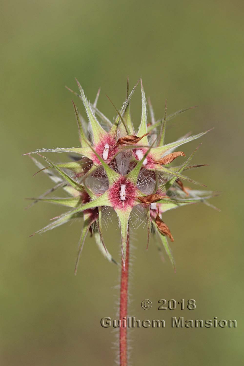 Trifolium stellatum