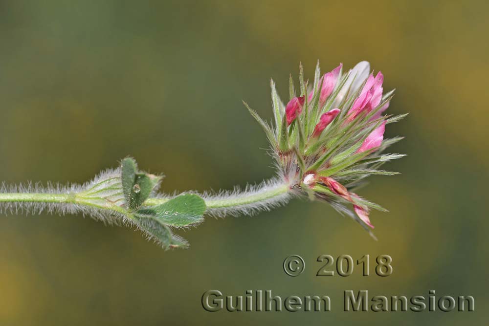 Trifolium stellatum