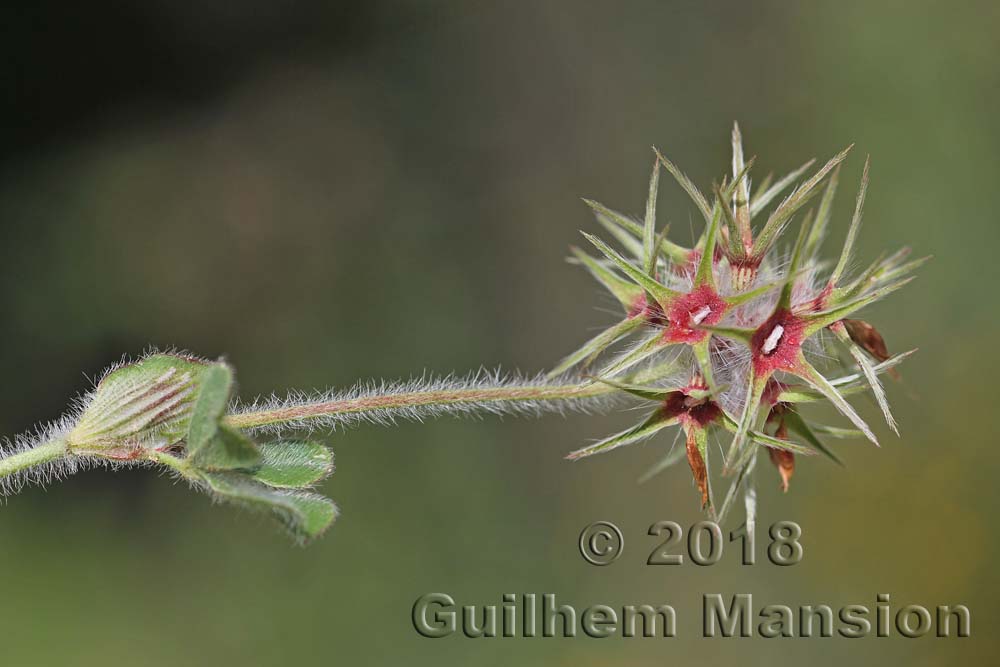 Trifolium stellatum