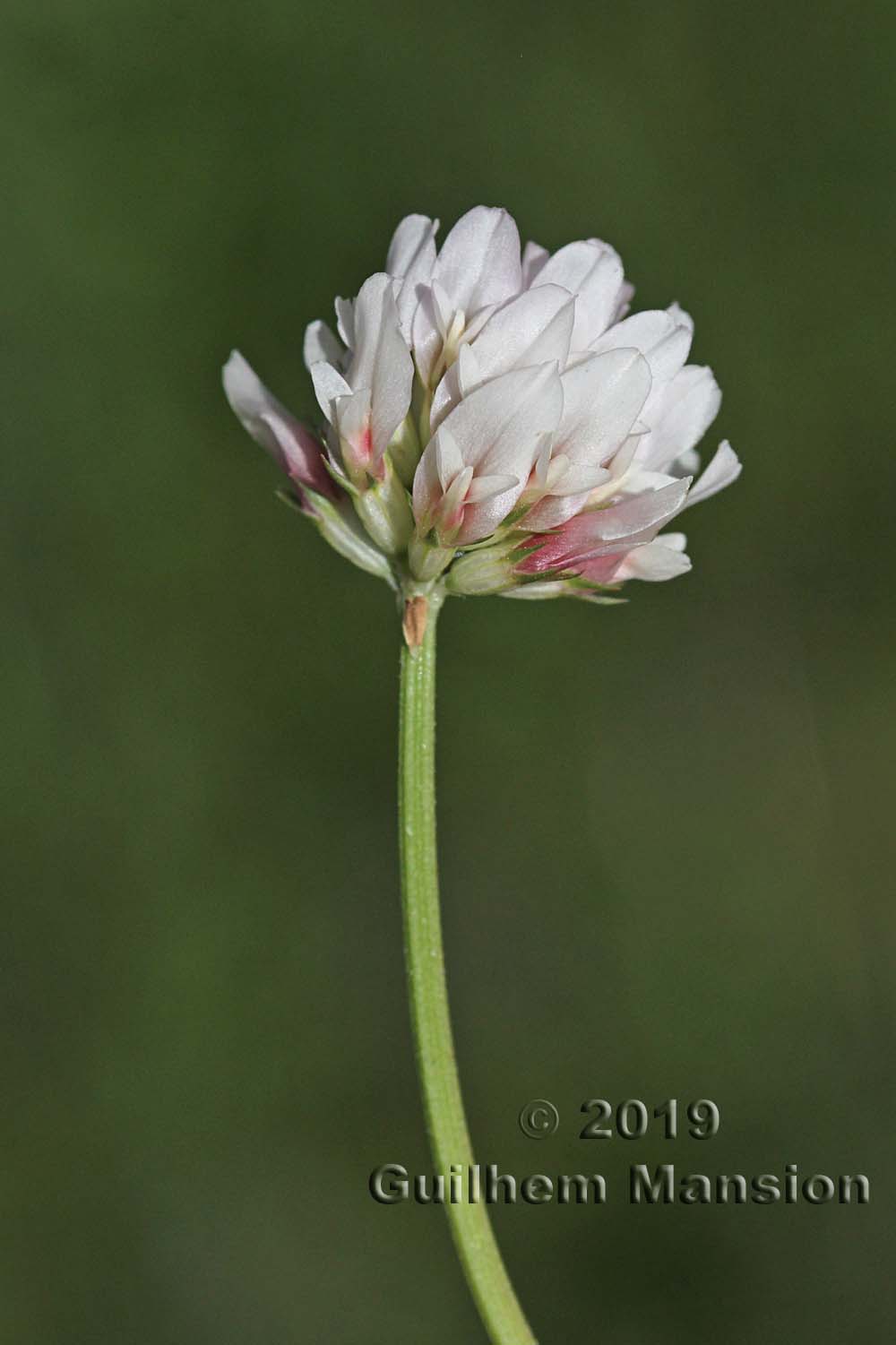 Trifolium thalii