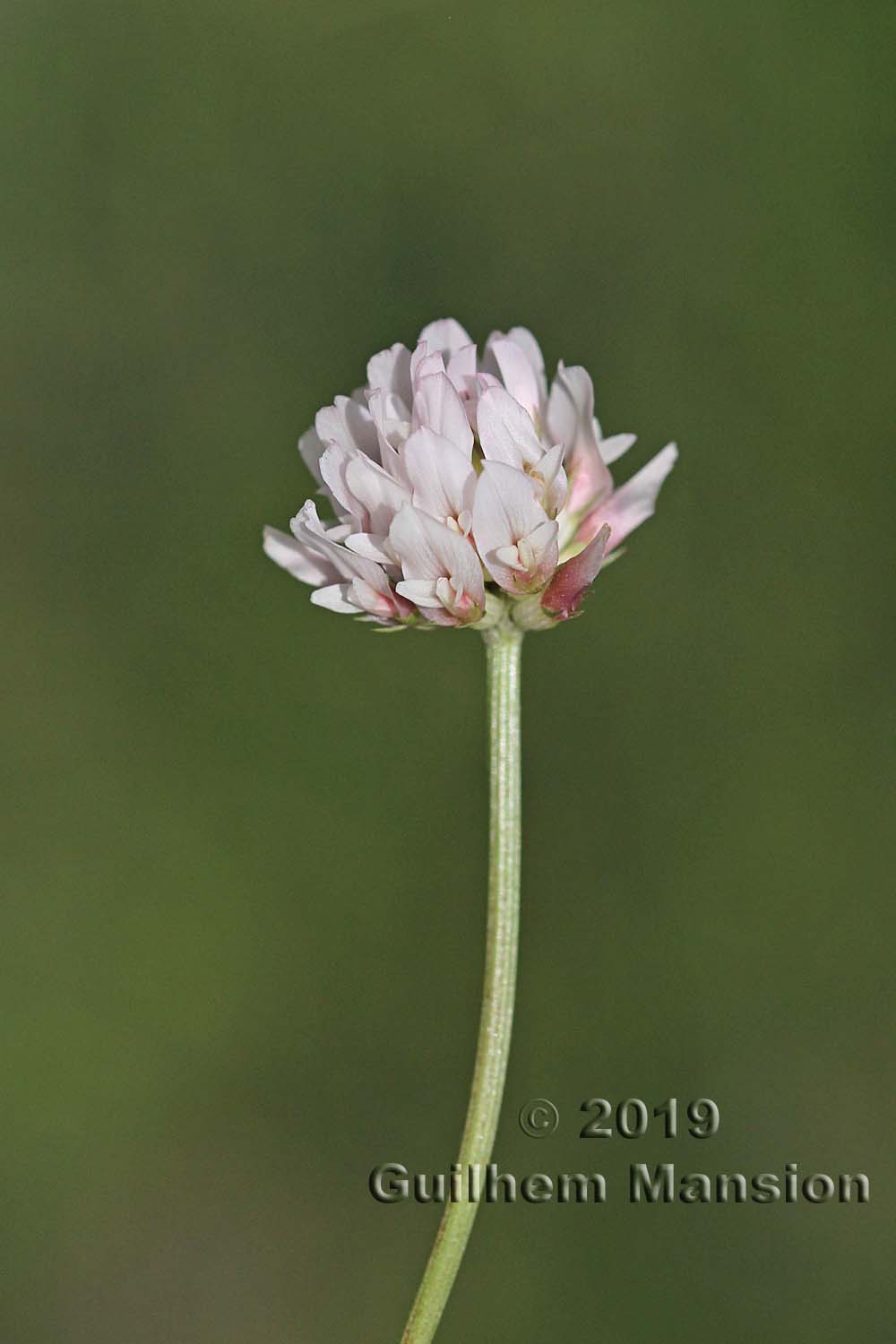 Trifolium thalii