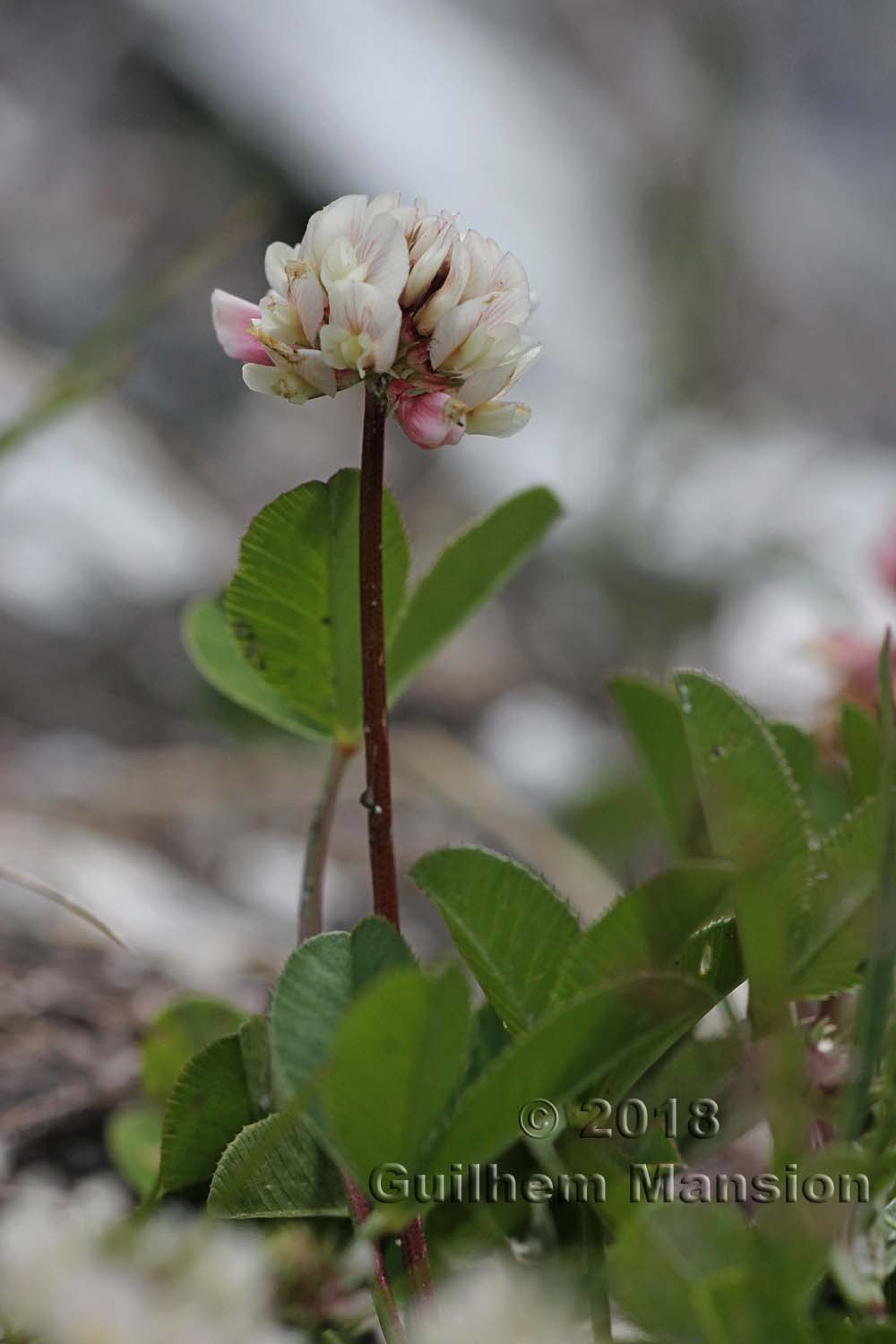 Trifolium thalii