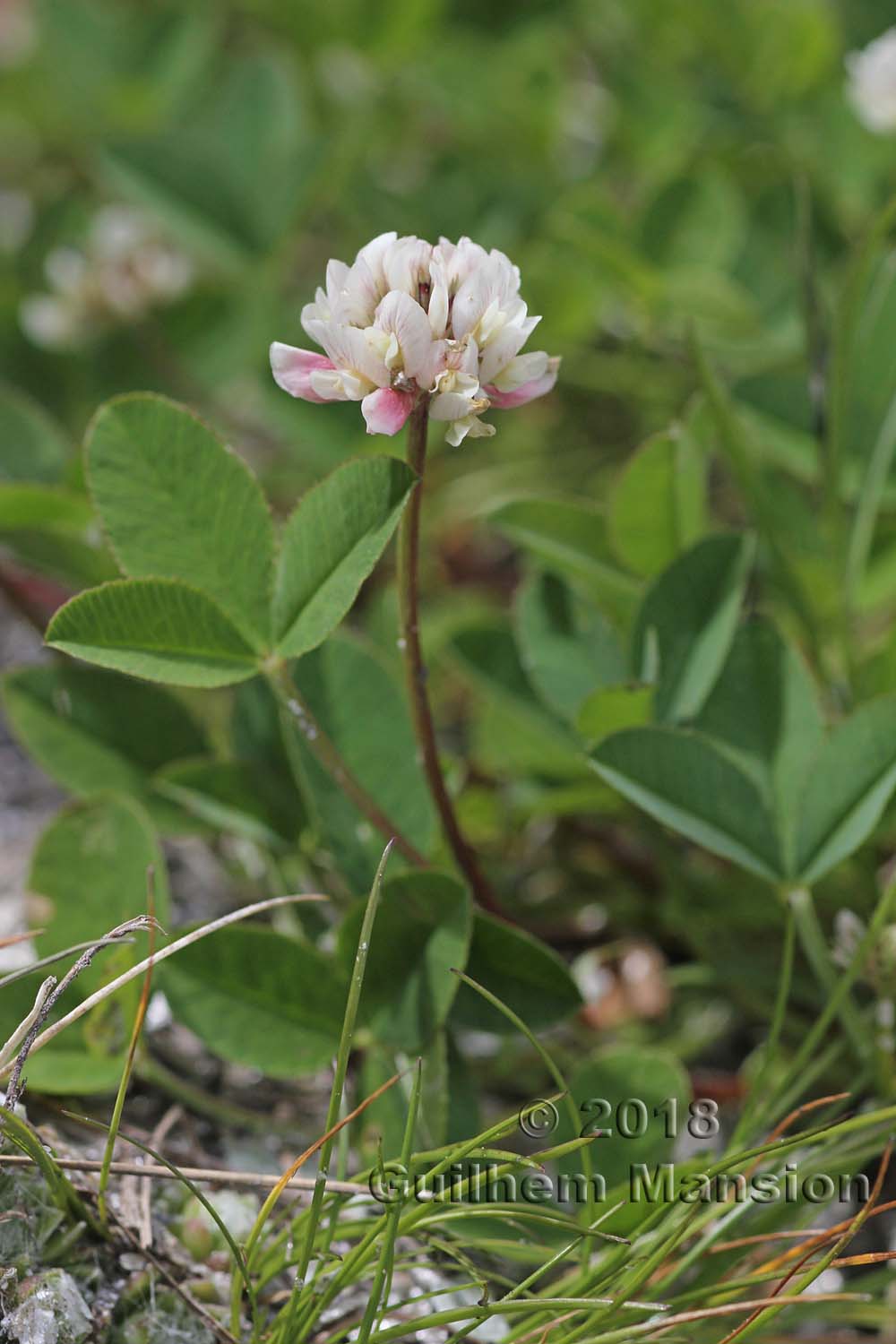 Trifolium thalii